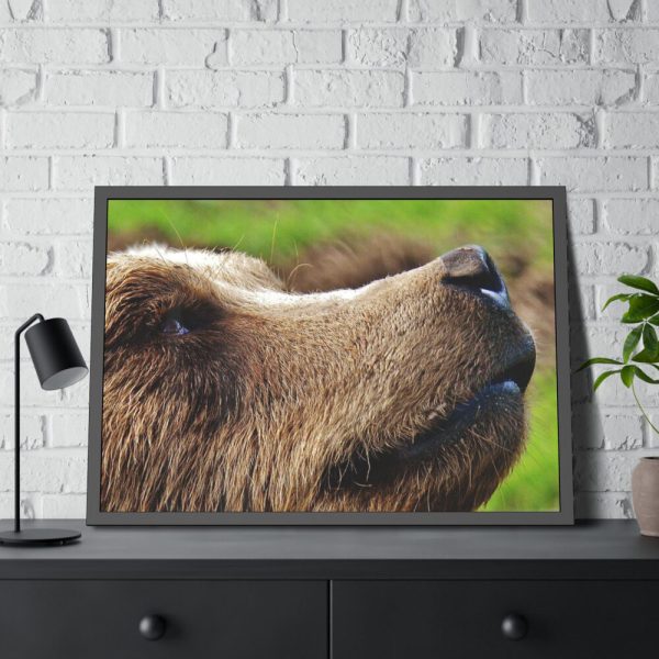 European Brown Bear Close up Framed Poster