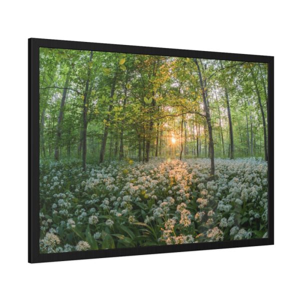 93855-605.jpg Forest at Sunset with Bear's Garlic Framed Poster