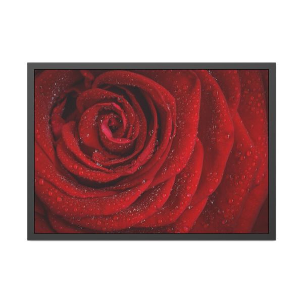 93855-96.jpg Red Rose Framed Poster