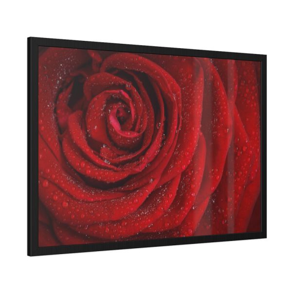 93855-97.jpg Red Rose Framed Poster