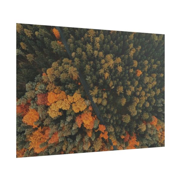101875-12.jpg Autumnal Woods Drone View Poster