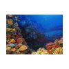 101875-125.jpg Ocean Life Poster