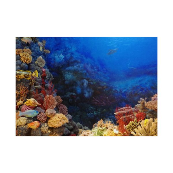 101875-125.jpg Ocean Life Poster