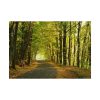 101875-5.jpg Beautiful Autumn forest Poster