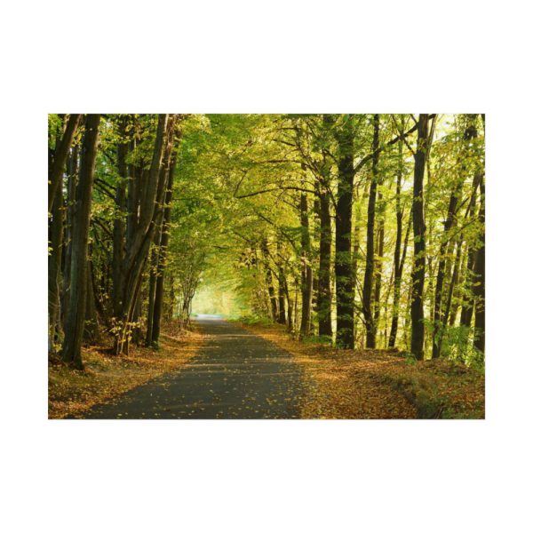 101875-5.jpg Beautiful Autumn forest Poster