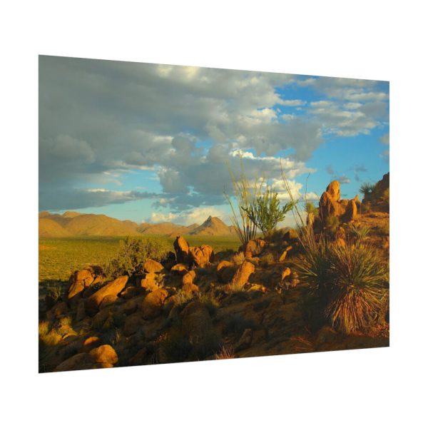 101875-517.jpg Sonoran Desert Poster