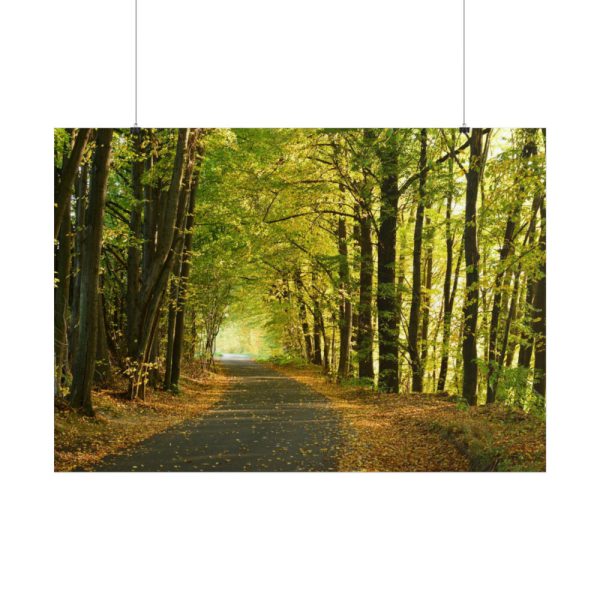 101875-6.jpg Beautiful Autumn forest Poster