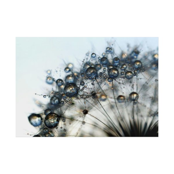Dandelion Bloom Wildflower Nature Poster