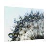 Dandelion Bloom Wildflower Nature Poster
