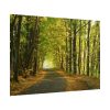 101875-7.jpg Beautiful Autumn forest Poster