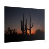 Saguaro Cacti at Sunset in the Arizona Desert Poster