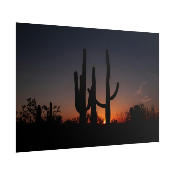 Saguaro Cacti at Sunset in the Arizona Desert Poster