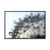 88289-401.jpg Dandelion Bloom Wildflower Nature Framed Canvas