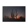 88289-56.jpg Saguaro Cacti at Sunset in the Arizona Desert Framed Canvas