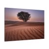 91638-347.jpg Trees in the Desert Standard Canvas