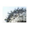 91638-428.jpg Dandelion Bloom Wildflower Nature Standard Canvas