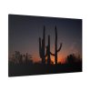 91638-65.jpg Saguaro Cacti at Sunset in the Arizona Desert Standard Canvas