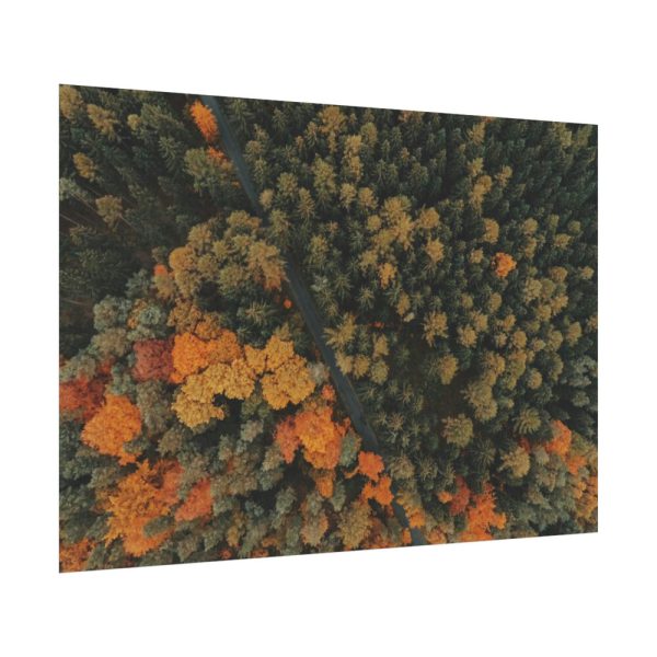 92408-12.jpg Autumnal Woods Drone View Poster