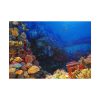 92408-125.jpg Ocean Life Poster