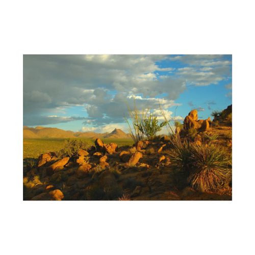 Sonoran Desert Poster