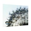 Dandelion Bloom Wildflower Nature Poster
