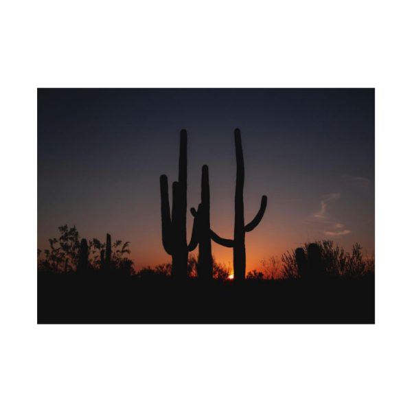Saguaro Cacti at Sunset in the Arizona Desert Poster