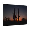 Saguaro Cacti at Sunset in the Arizona Desert Poster