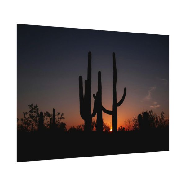 Saguaro Cacti at Sunset in the Arizona Desert Poster