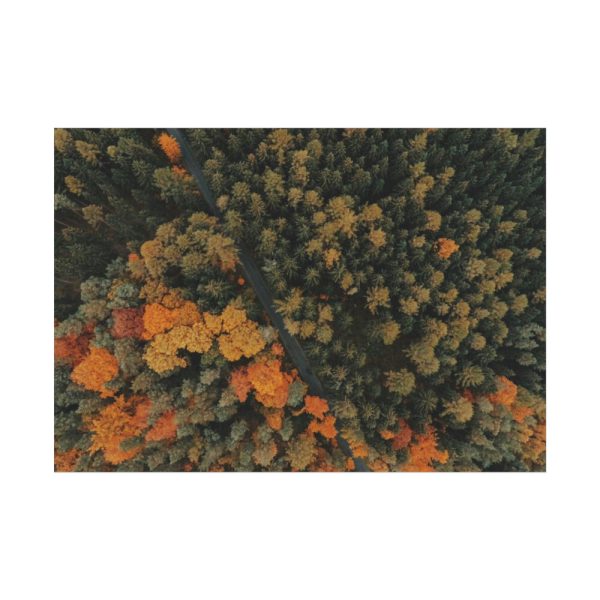 92409-10.jpg Autumnal Woods Drone View Poster