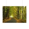 92409-6.jpg Beautiful Autumn forest Poster