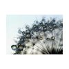 Dandelion Bloom Wildflower Nature Poster