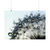 Dandelion Bloom Wildflower Nature Poster