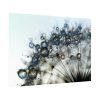 Dandelion Bloom Wildflower Nature Poster
