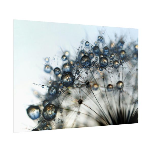 Dandelion Bloom Wildflower Nature Poster