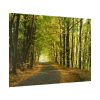 92409-7.jpg Beautiful Autumn forest Poster