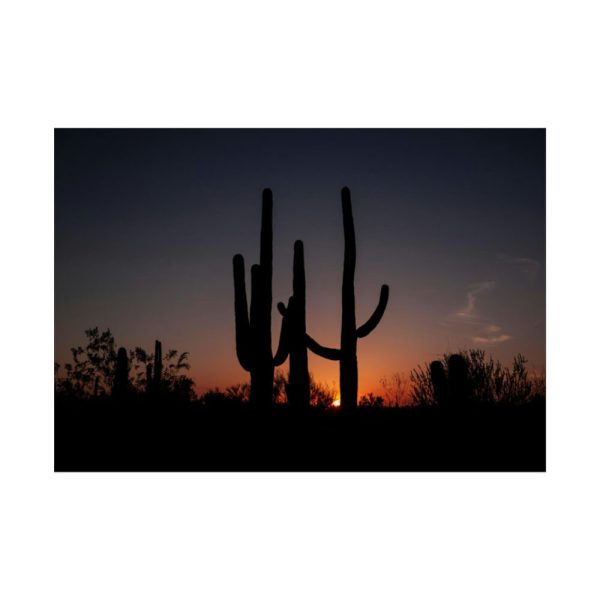 Saguaro Cacti at Sunset in the Arizona Desert Poster