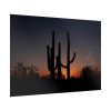 Saguaro Cacti at Sunset in the Arizona Desert Poster