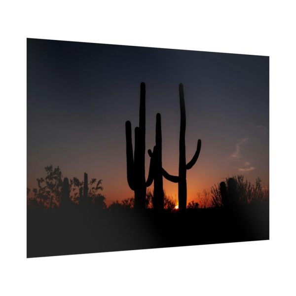 Saguaro Cacti at Sunset in the Arizona Desert Poster