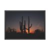 Saguaro Cacti at Sunset in the Arizona Desert Framed Canvas