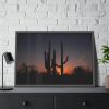 Saguaro Cacti at Sunset in the Arizona Desert Framed Canvas