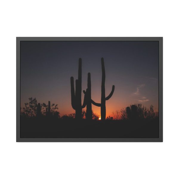 Saguaro Cacti at Sunset in the Arizona Desert Framed Canvas