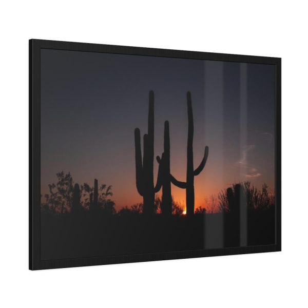 Saguaro Cacti at Sunset in the Arizona Desert Framed Canvas