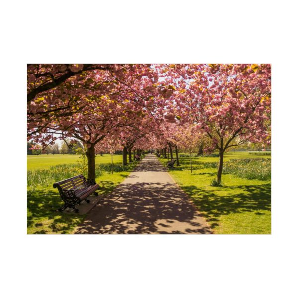 101875-340.jpg Park with Pink Blossom Trees Poster