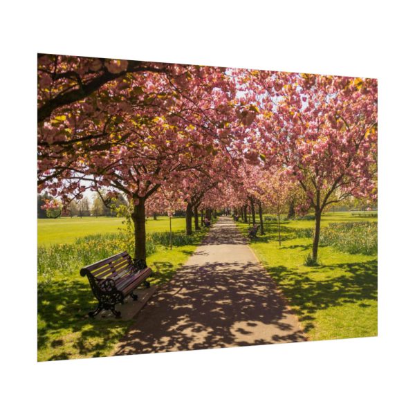 101875-342.jpg Park with Pink Blossom Trees Poster