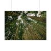 101875-431.jpg Perspective Tall High Up Trees Poster
