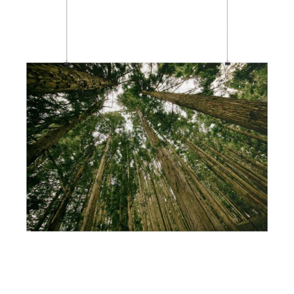 101875-431.jpg Perspective Tall High Up Trees Poster