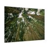 101875-432.jpg Perspective Tall High Up Trees Poster