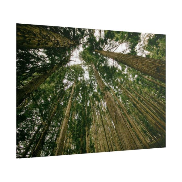 101875-432.jpg Perspective Tall High Up Trees Poster