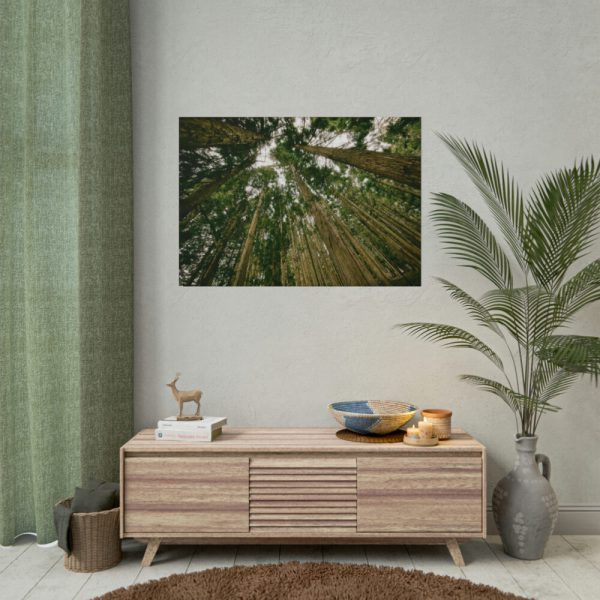 101875-433.jpg Perspective Tall High Up Trees Poster