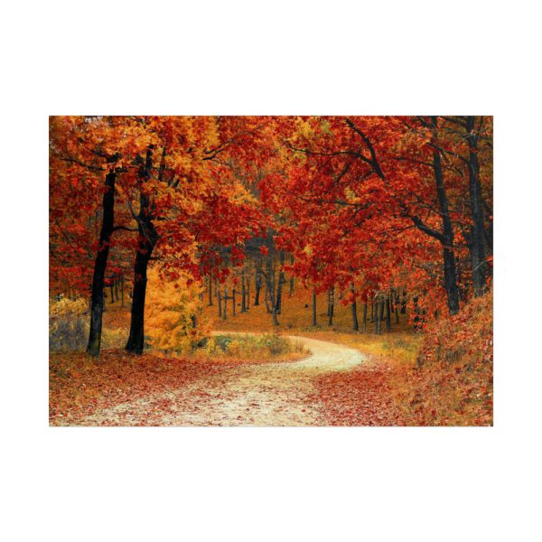 101875-435.jpg Fall Autumn Red Season Woods Poster